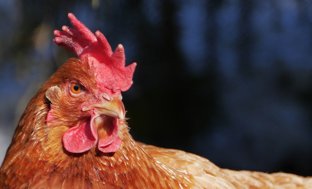 Huhn (1024 x 621).jpg