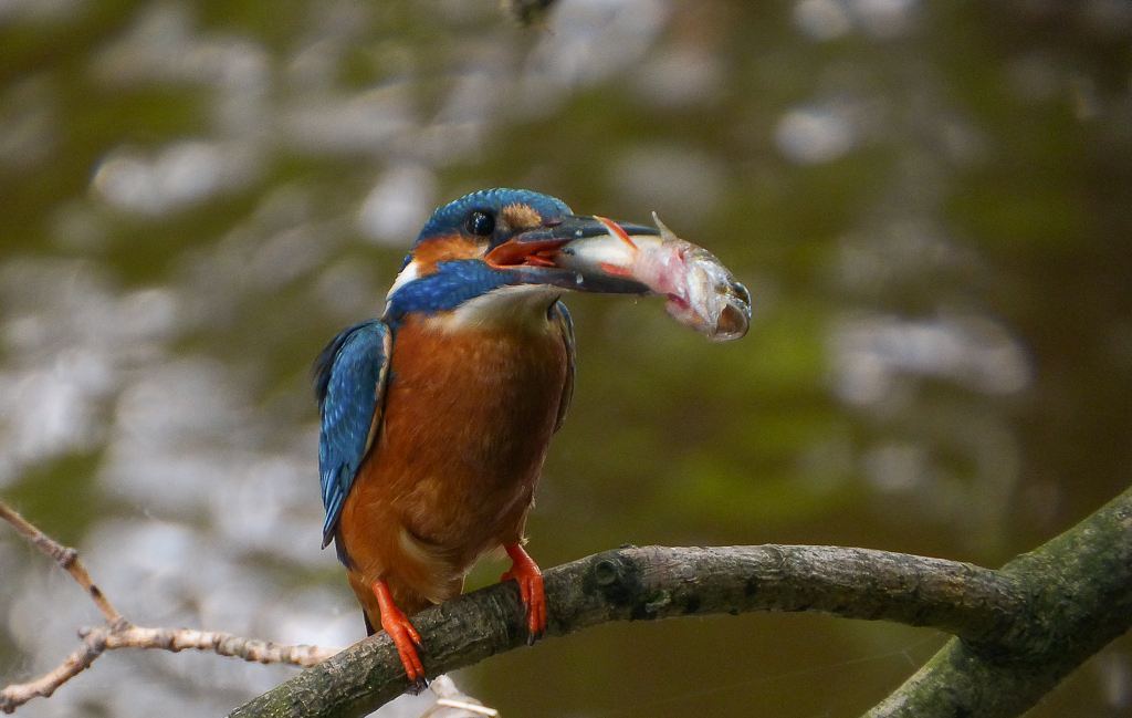 Eisvogel mit Beute (1 von 1).jpg