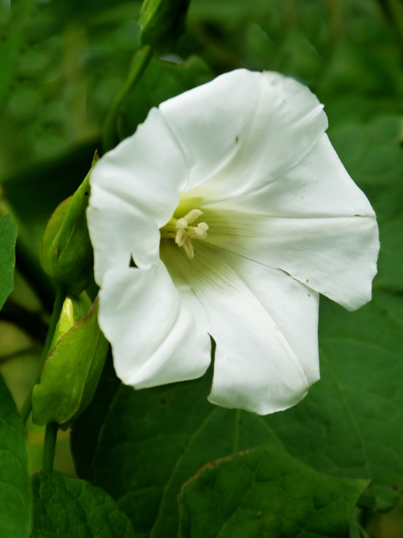 blume.jpg