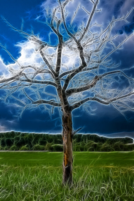 baum.jpg