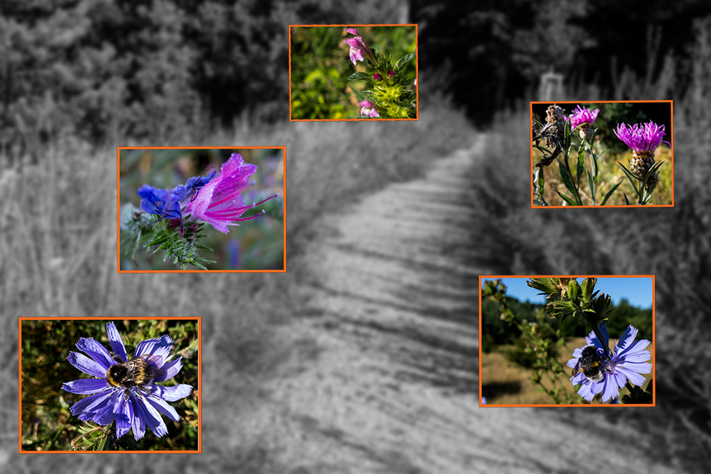 Wildblumen 02.jpg