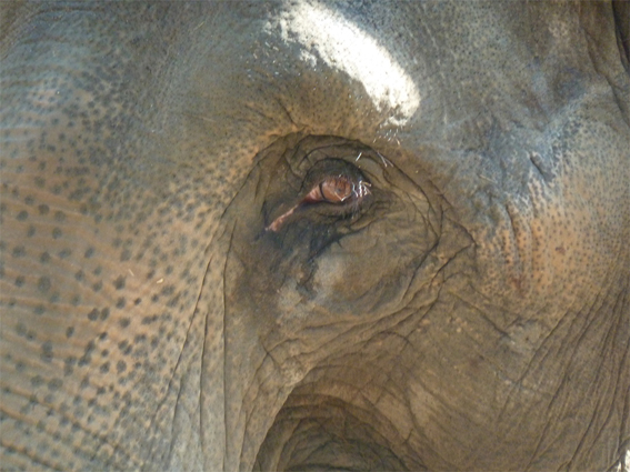 Hagenbeck 02.JPG