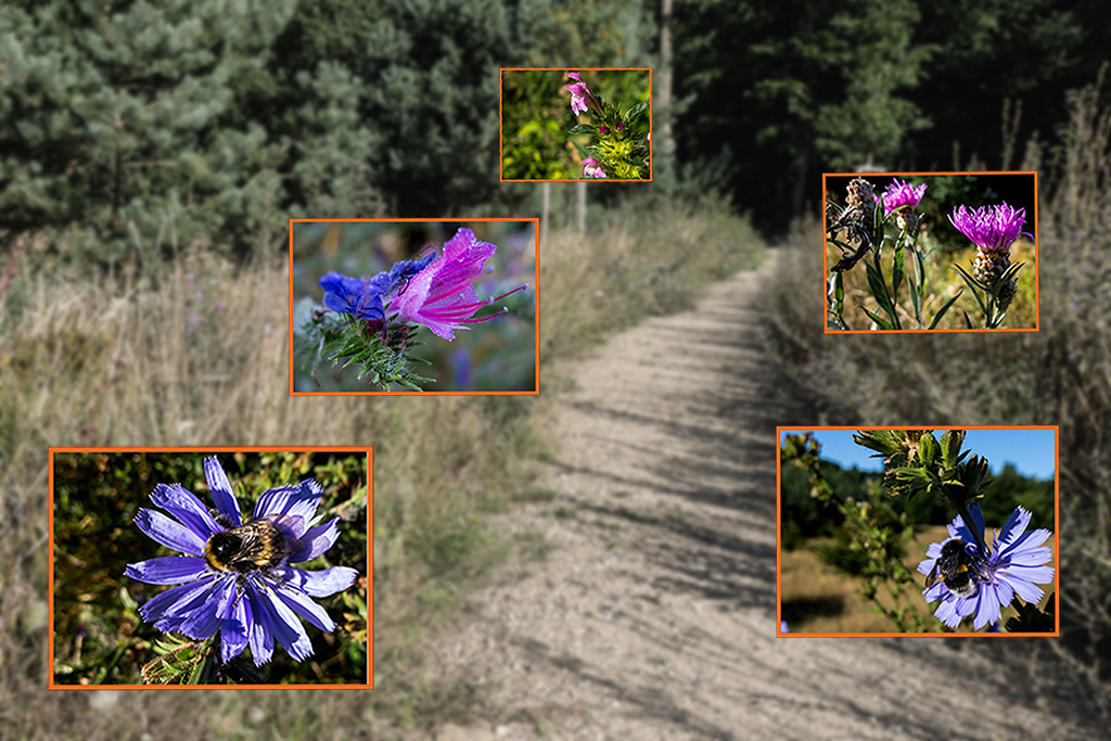 Wildblumen 04.jpg