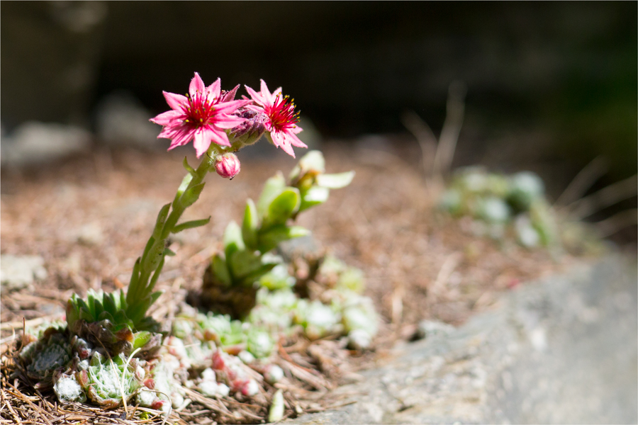 20130817_5379wx.jpg