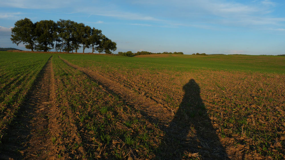 lange Schatten am Abend.jpg