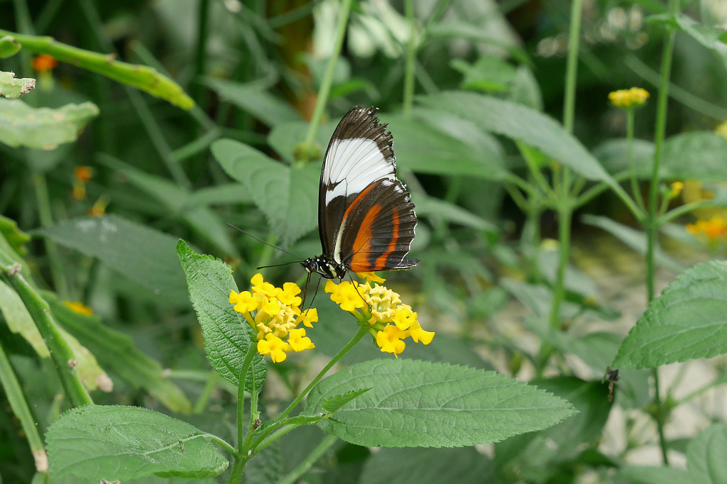 P1000190_1.jpg