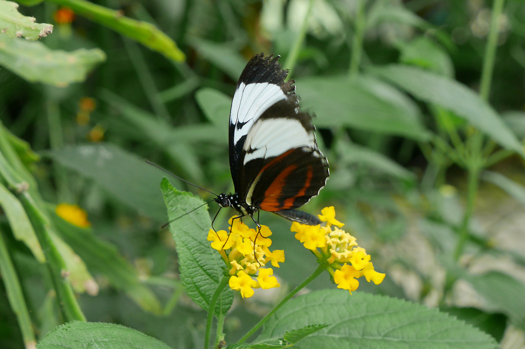 P1000193_1.jpg