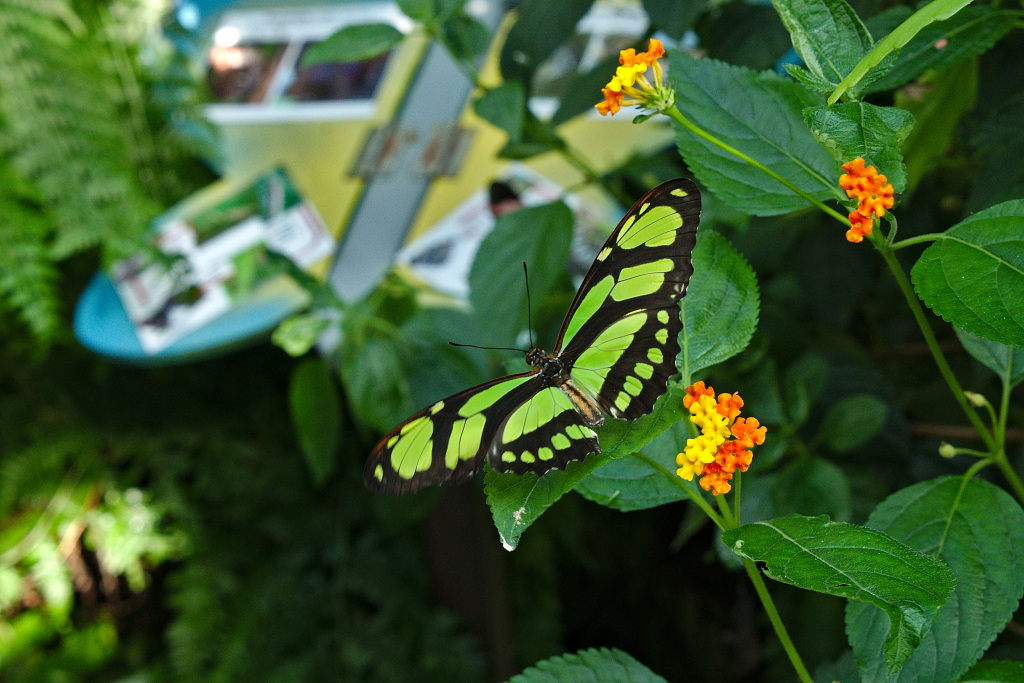 P1000413_01.jpg