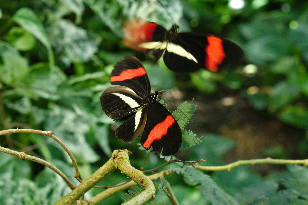 P1000346_02.jpg