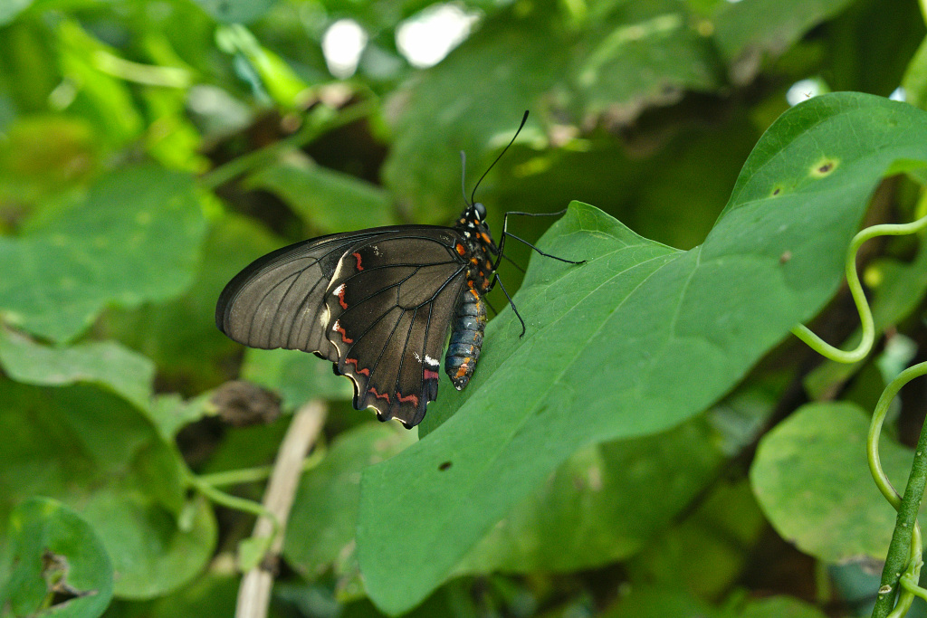 P1000429.jpg