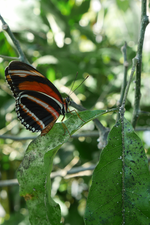 P1000442_v1.jpg