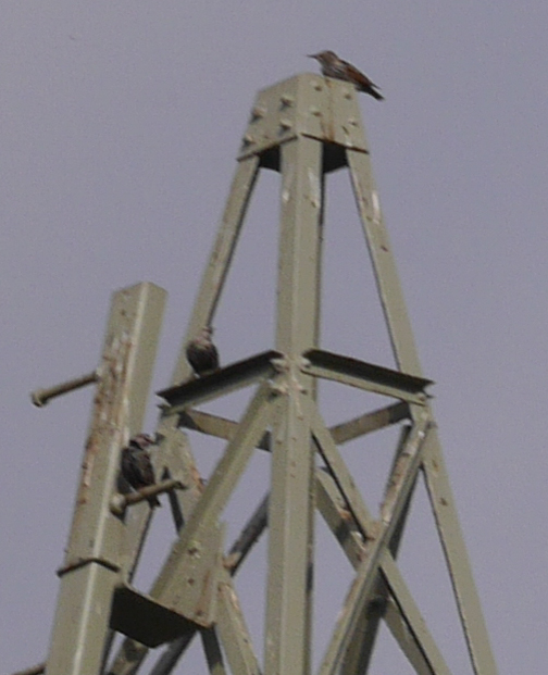 20131007 EV ohne Stabi.jpg