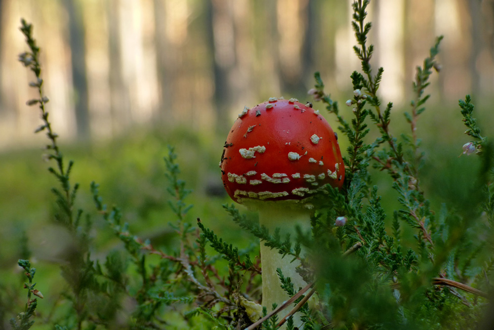 fliegenpilz_KW40.jpg