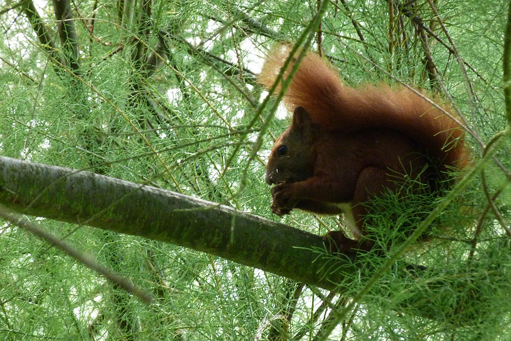 Eichhörnchen Björn.jpg