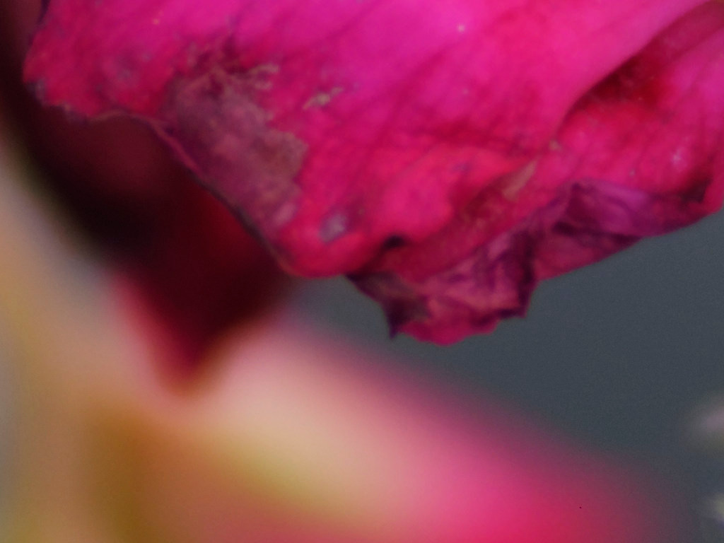 _1020003_DxO_ausschnitt.jpg