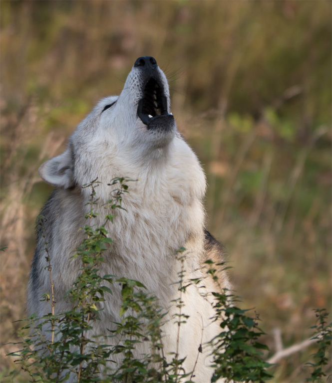 wolfsgeheul1_k.jpg