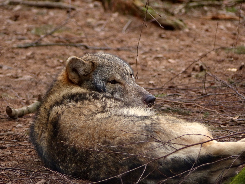 Wolf 1-k.jpg