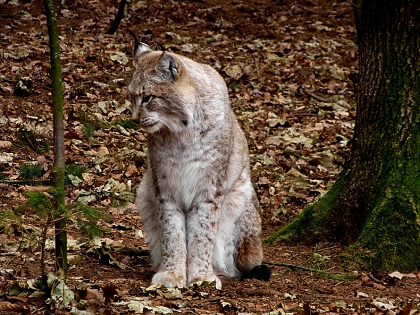 Luchs 2 kleiner.jpg