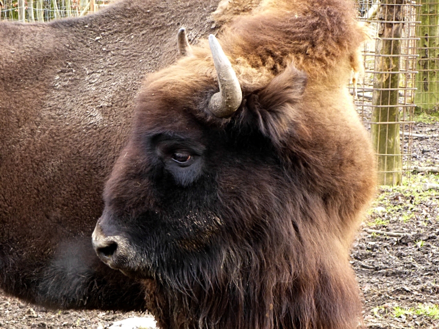 Bison kleiner.jpg