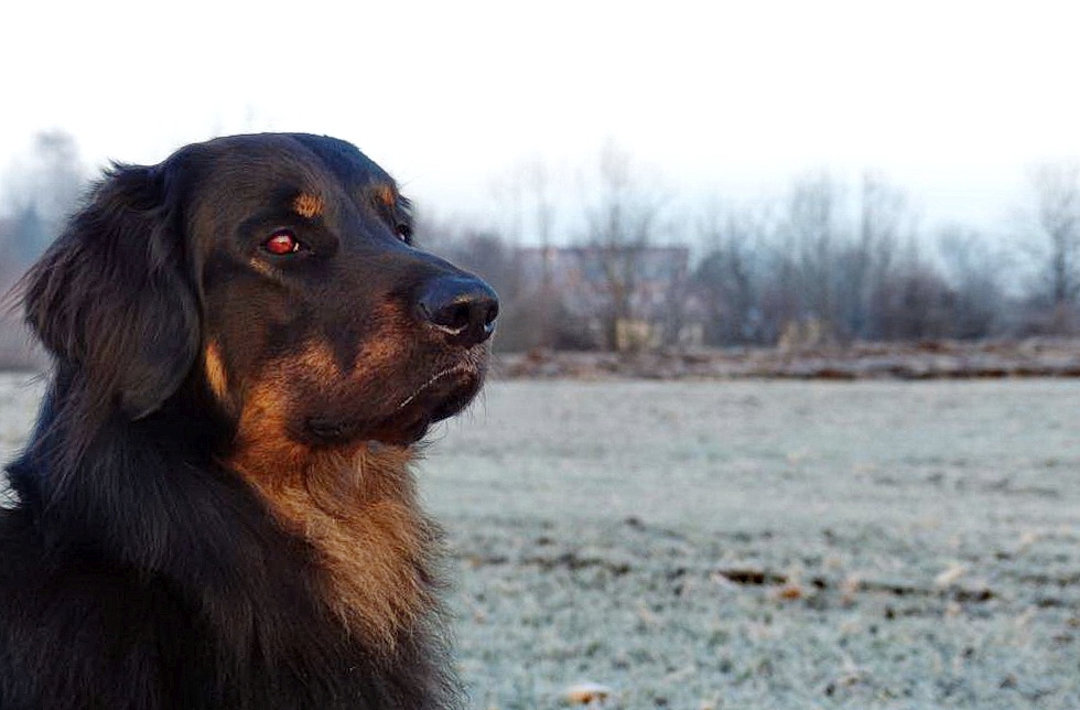 A Hund.JPG