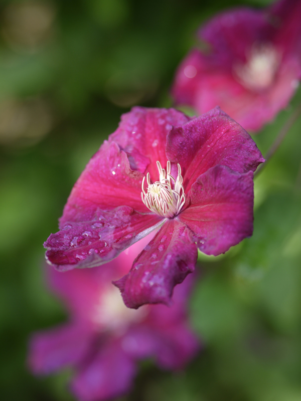 Lumix G2 Olympus 1,8 45mm kl.jpg