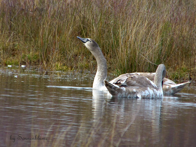 P1180152 bearb-PS+verkl.jpg