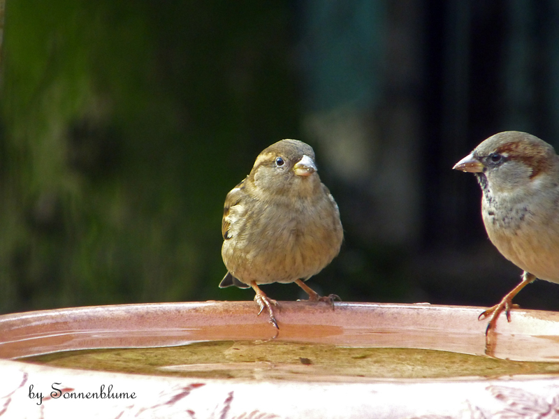 P1180073 bearb-PS+verkl.jpg