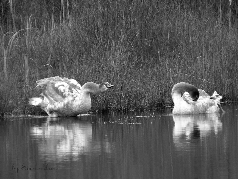 P1180121 bearb-PS-Portrait+verkl.jpg