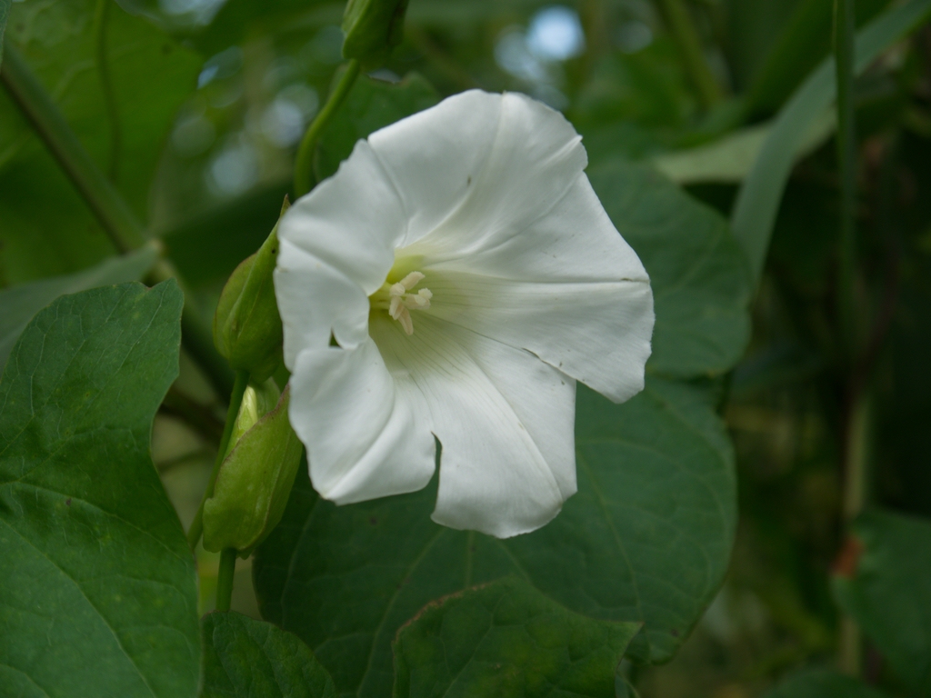 comp__1010426Testbild für Hintergrund.jpg