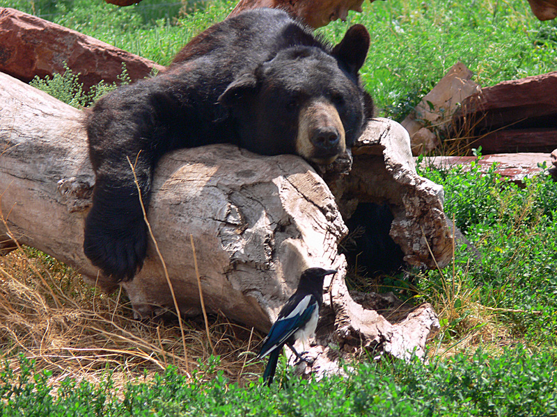 _usa-bear-country-001.jpg