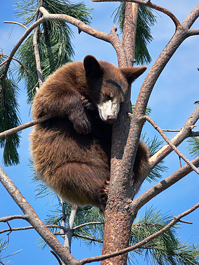 _usa-bear-country-004a.jpg