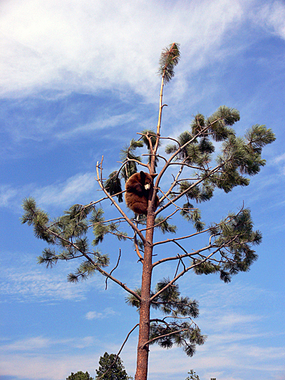 _usa-bear-country-004b.jpg