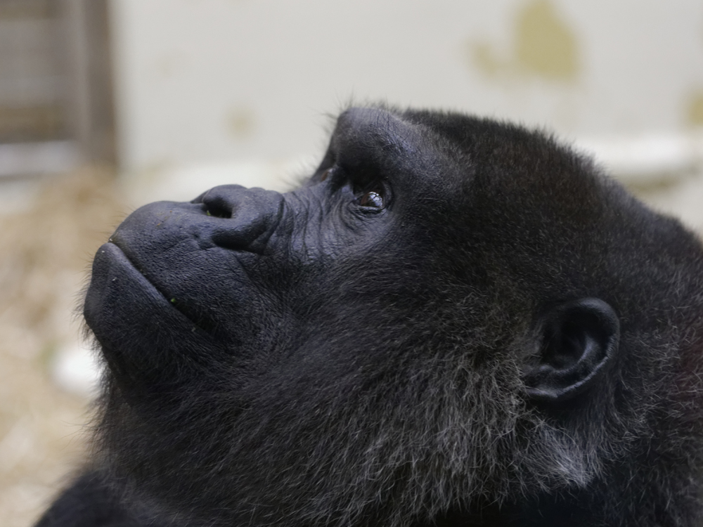 Gorillamädel.jpg