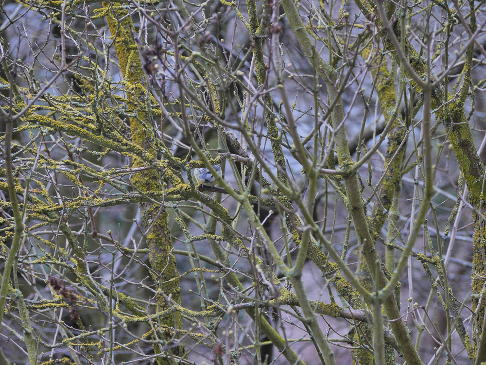 Meise full-1.jpg