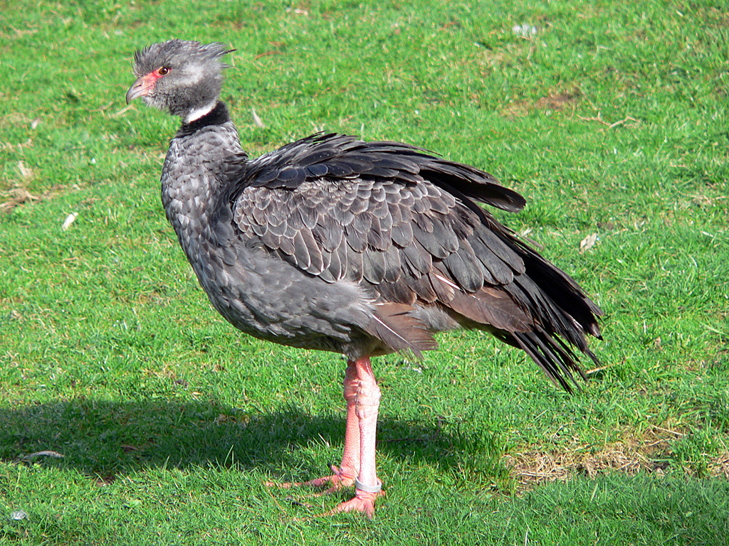 Halsband-Wehrvogel.jpg