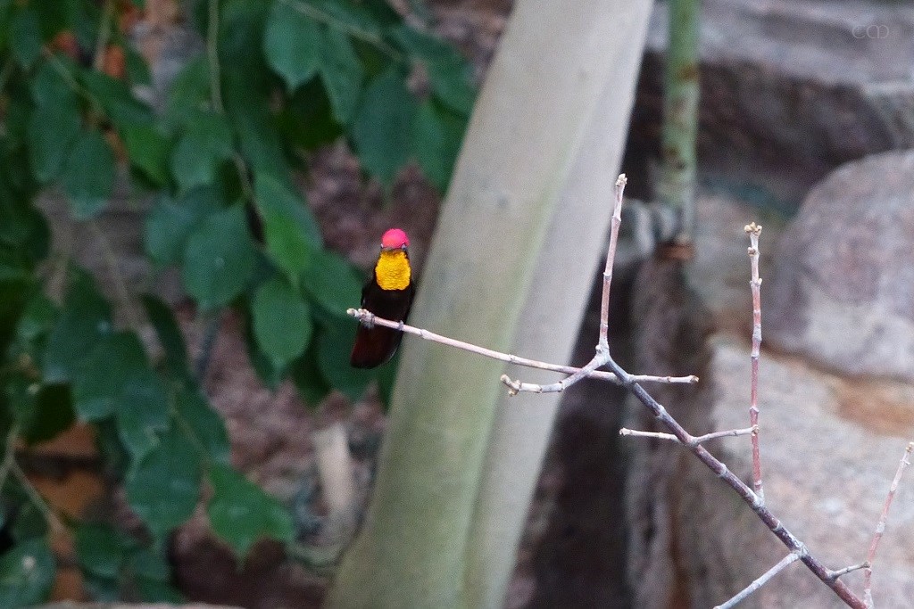 P1380775a.JPG