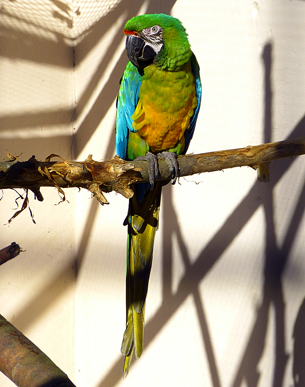 Ara im Zoo Neuwied.jpg