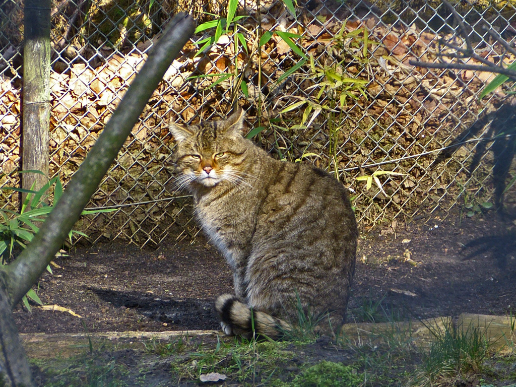 Wildkater im Zoo Neuwied.jpg