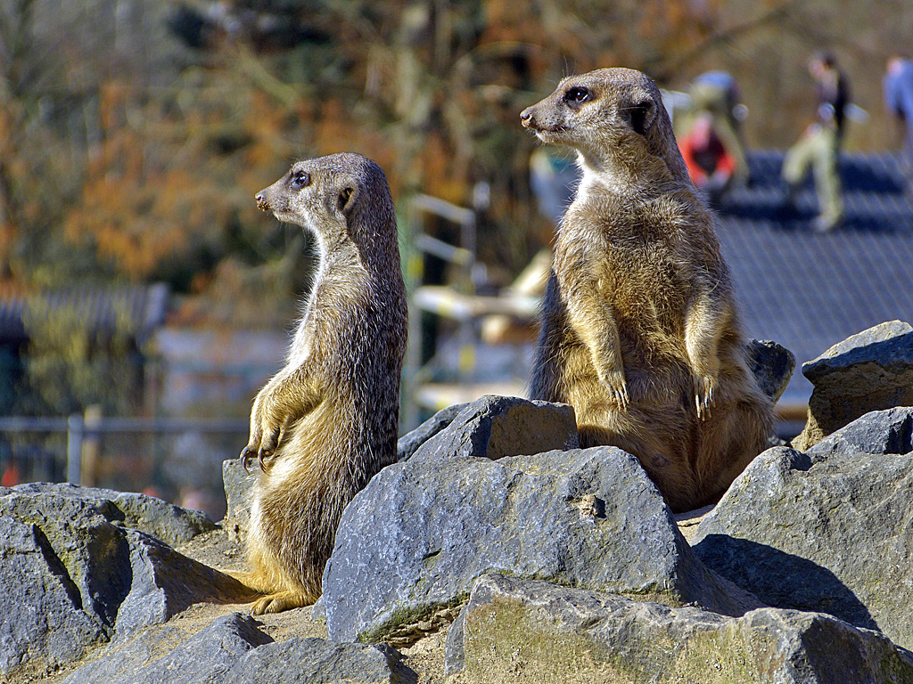 Erdmännchen im Zoo Neuwied.jpg