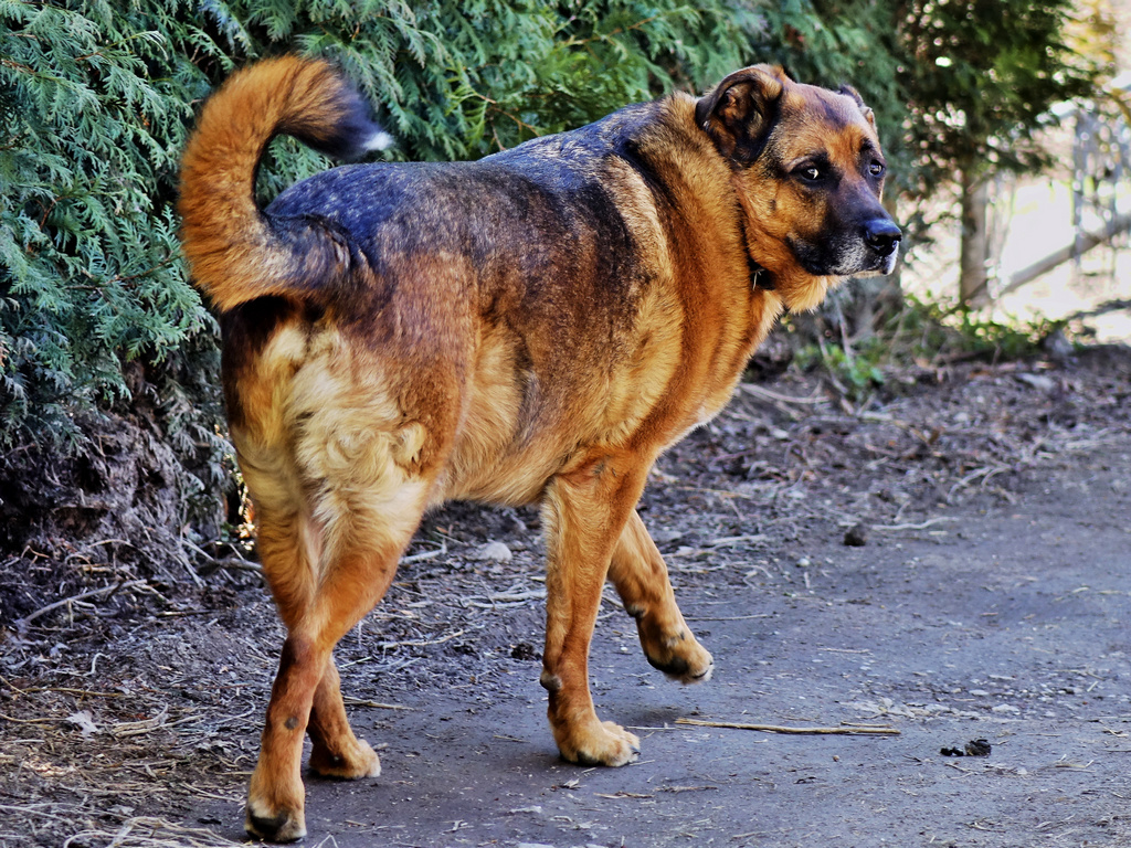 00dogDSC02795dog1024.jpg