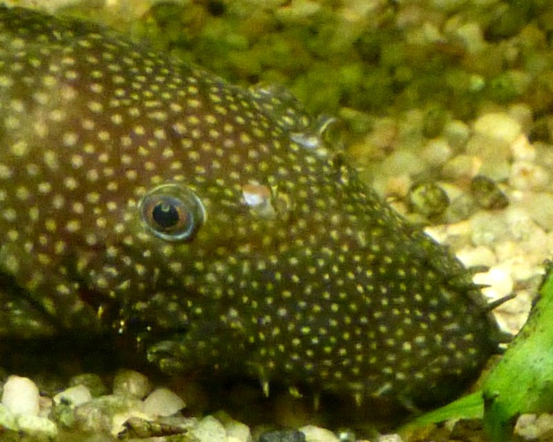 P1020519.JPG