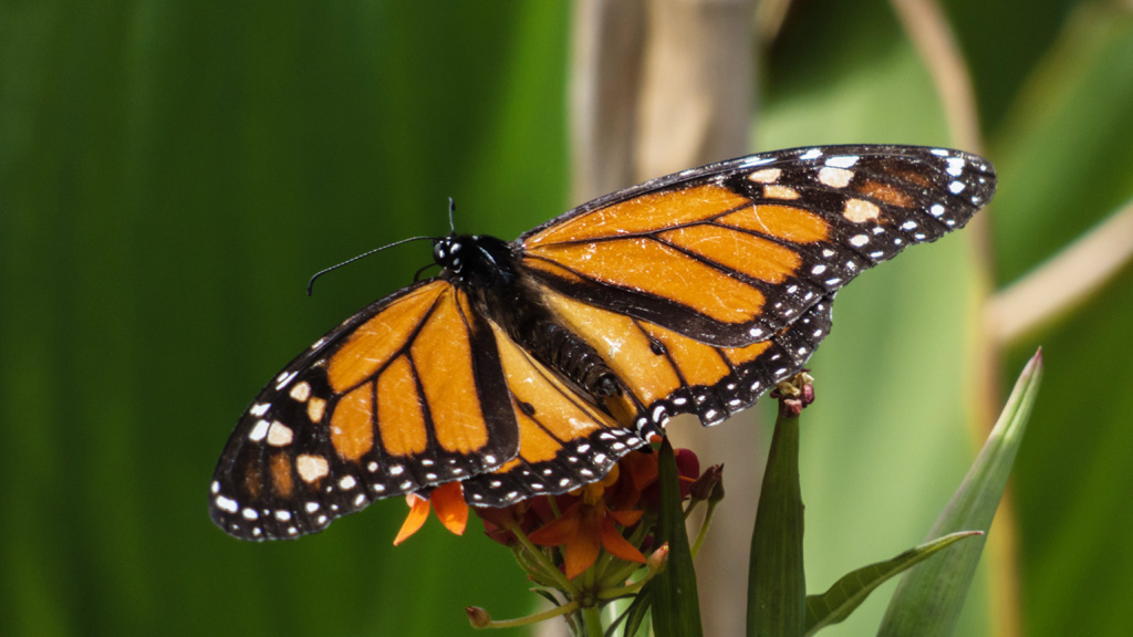 2014.03.20_Schmetterling 00037.jpg