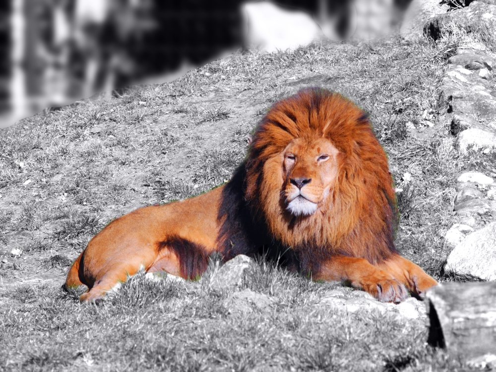 Löwe.jpg