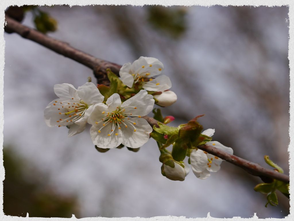 kirschenblüte1.jpg