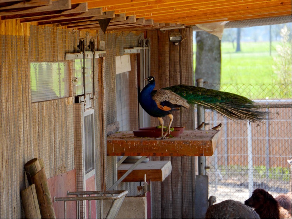 Pfau1.jpg