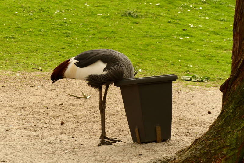P1050994_3_1.JPG