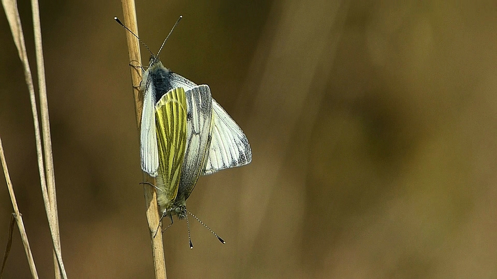 verkleinert-Schmetterlinge X.jpg