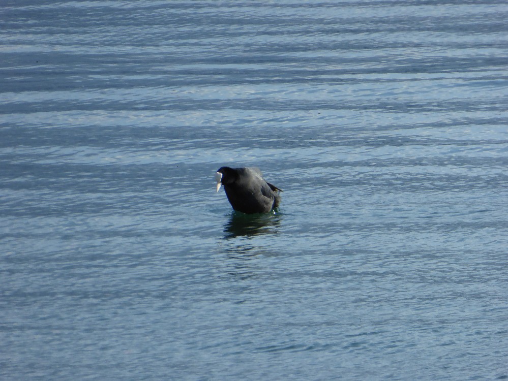 p1000253 999x750.jpg