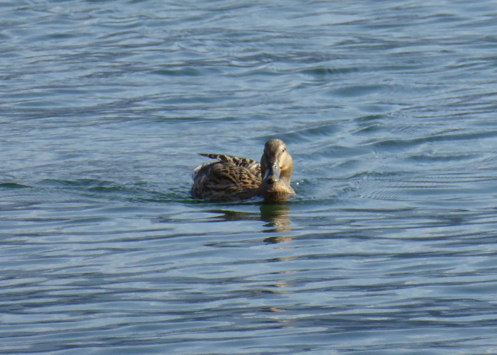 P1000255 1000x714.jpg