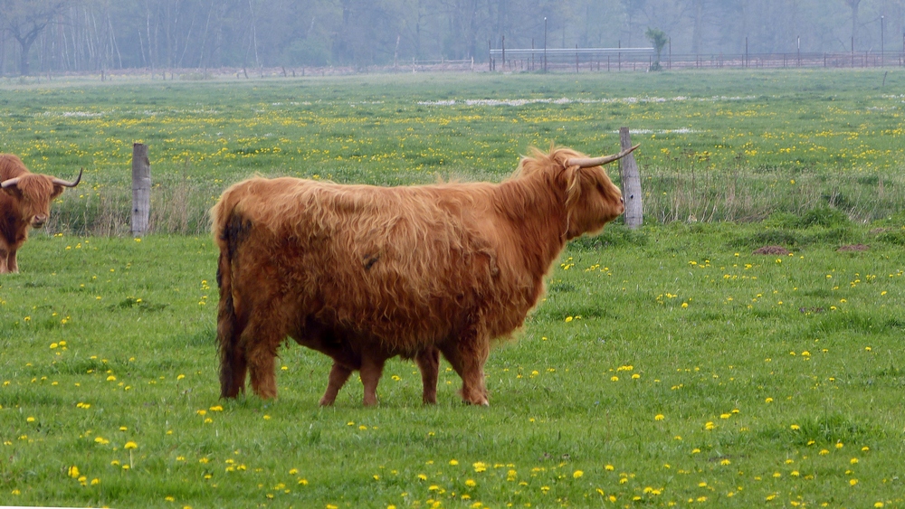 verkleinert- 6 beiniges Rind.jpg